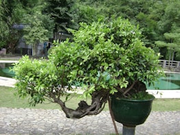 A professional gardener tending to a beautiful bonsai tree in a serene setting.