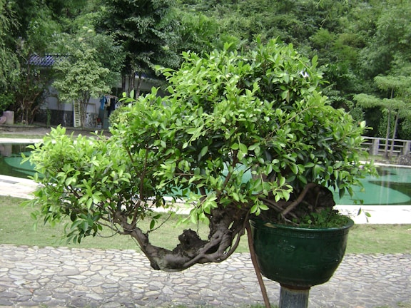 A well-manicured bonsai tree in a green pot, set on a stone pathway. The tree is surrounded by a lush garden with tall trees in the background and a small pond nearby.