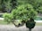 A well-manicured bonsai tree in a green pot, set on a stone pathway. The tree is surrounded by a lush garden with tall trees in the background and a small pond nearby.