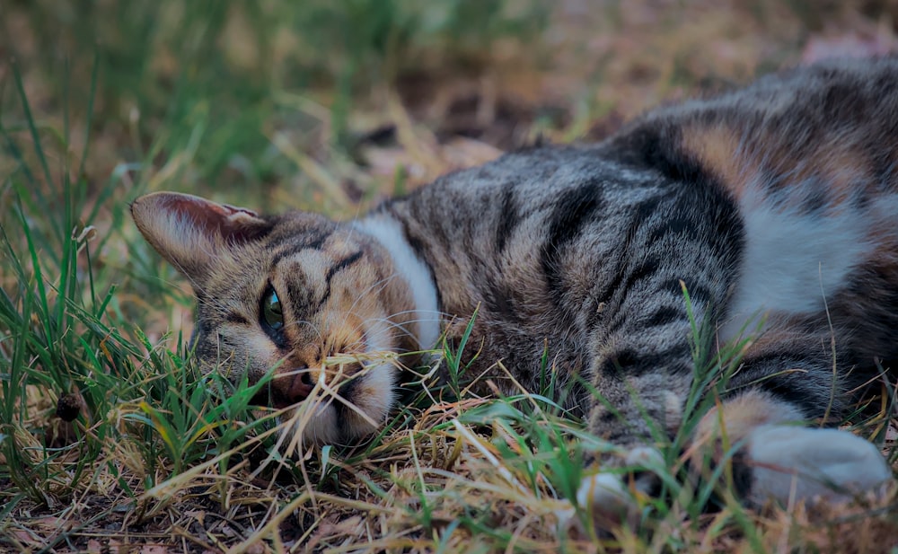 a cat laying on the ground in the grass