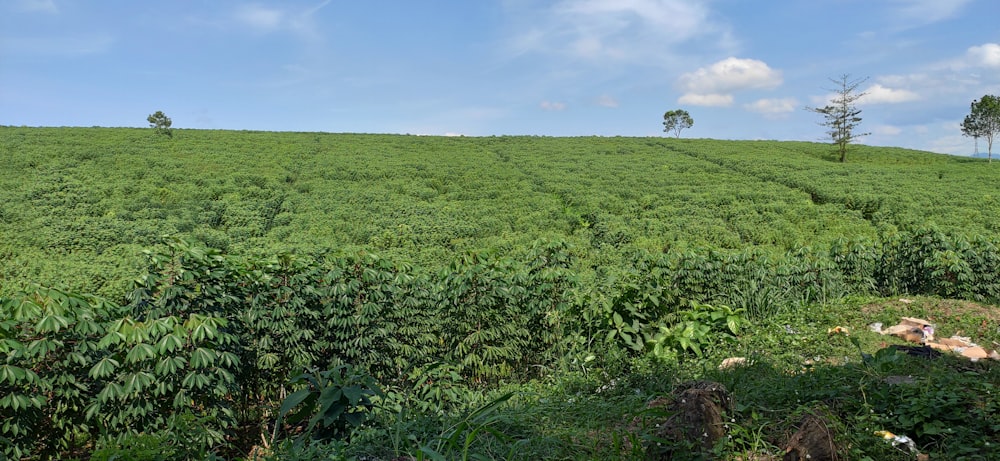 a lush green field with trees on top of it