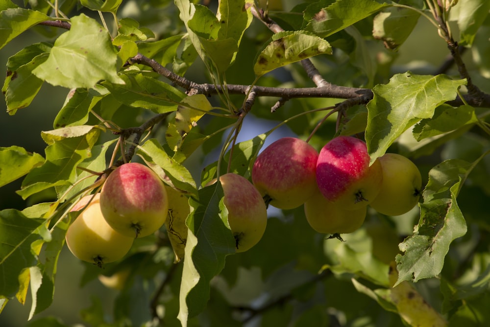 some apples are hanging from a tree branch