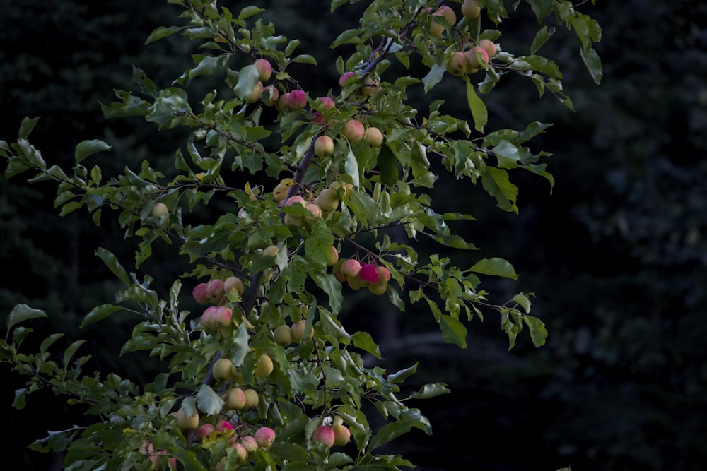 a tree filled with lots of green and red apples