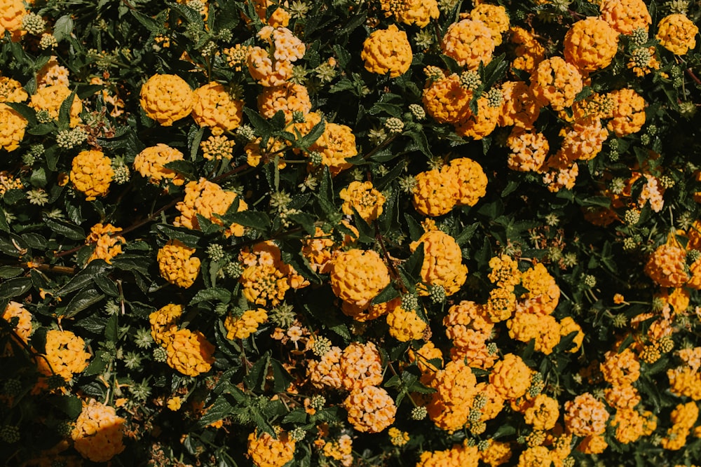 a bunch of flowers that are yellow and orange