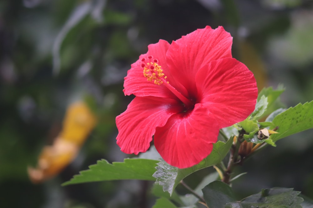 a red flower with green leaves in the background