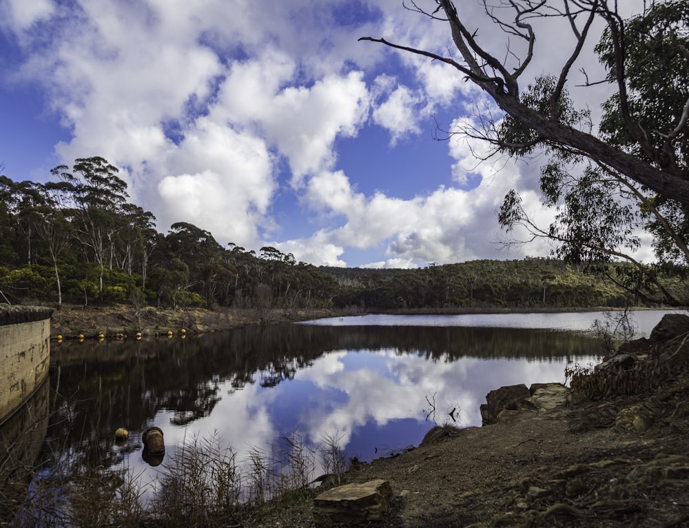 a body of water surrounded by a forest