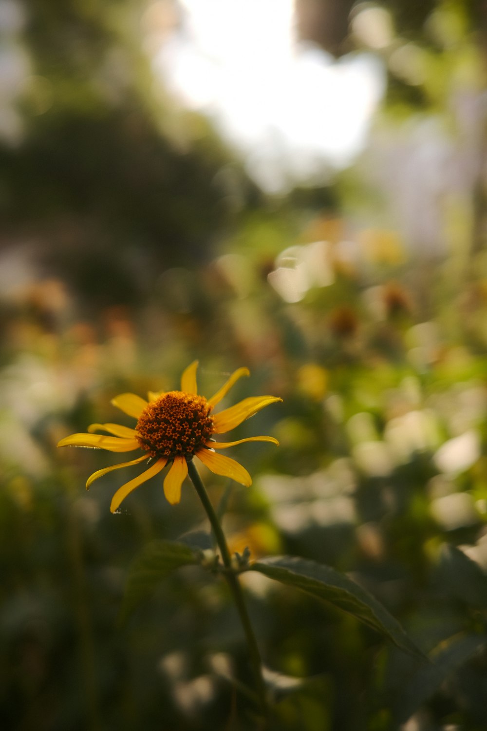 un tournesol au milieu d’un champ de fleurs