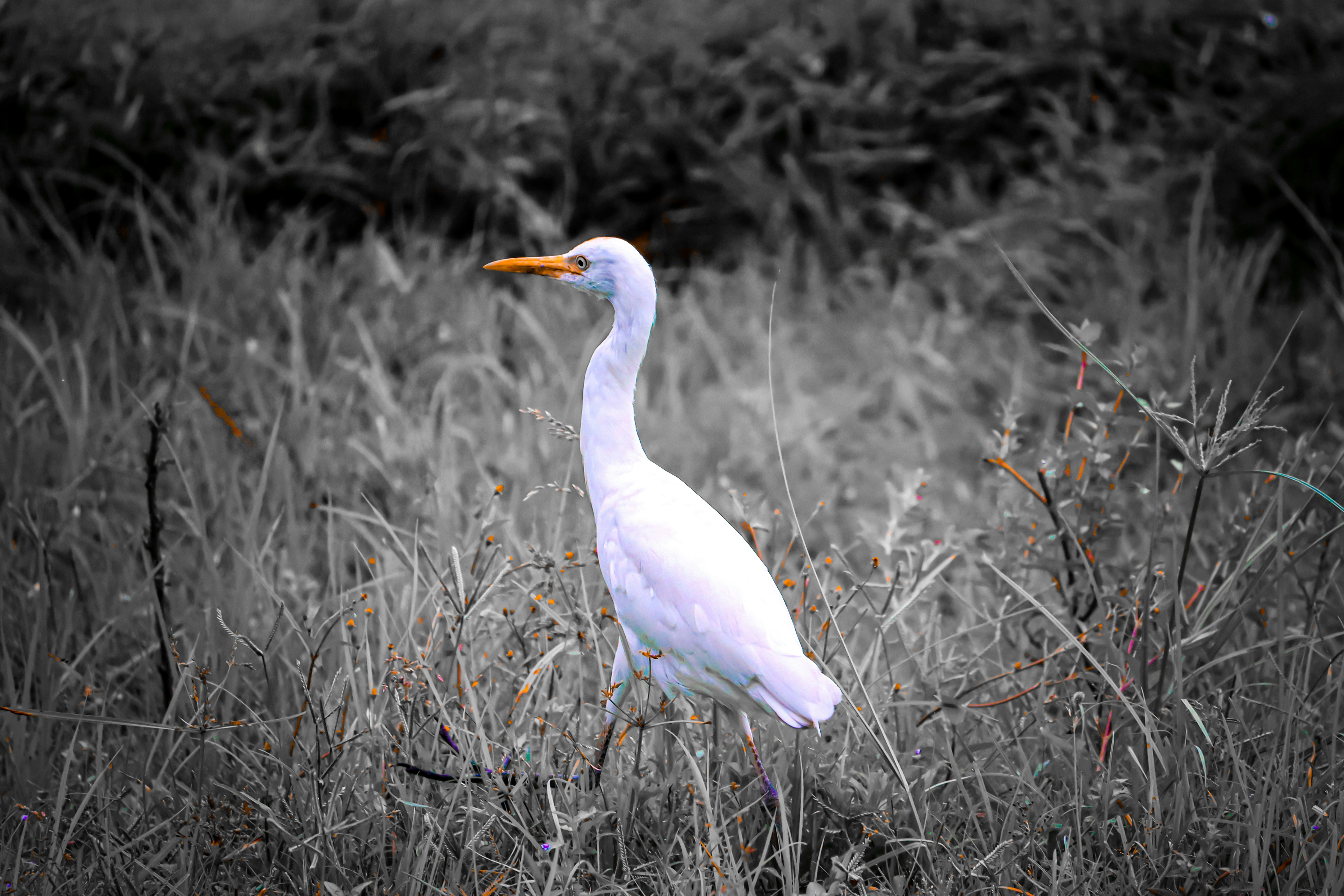 Photo by soonamwooeser