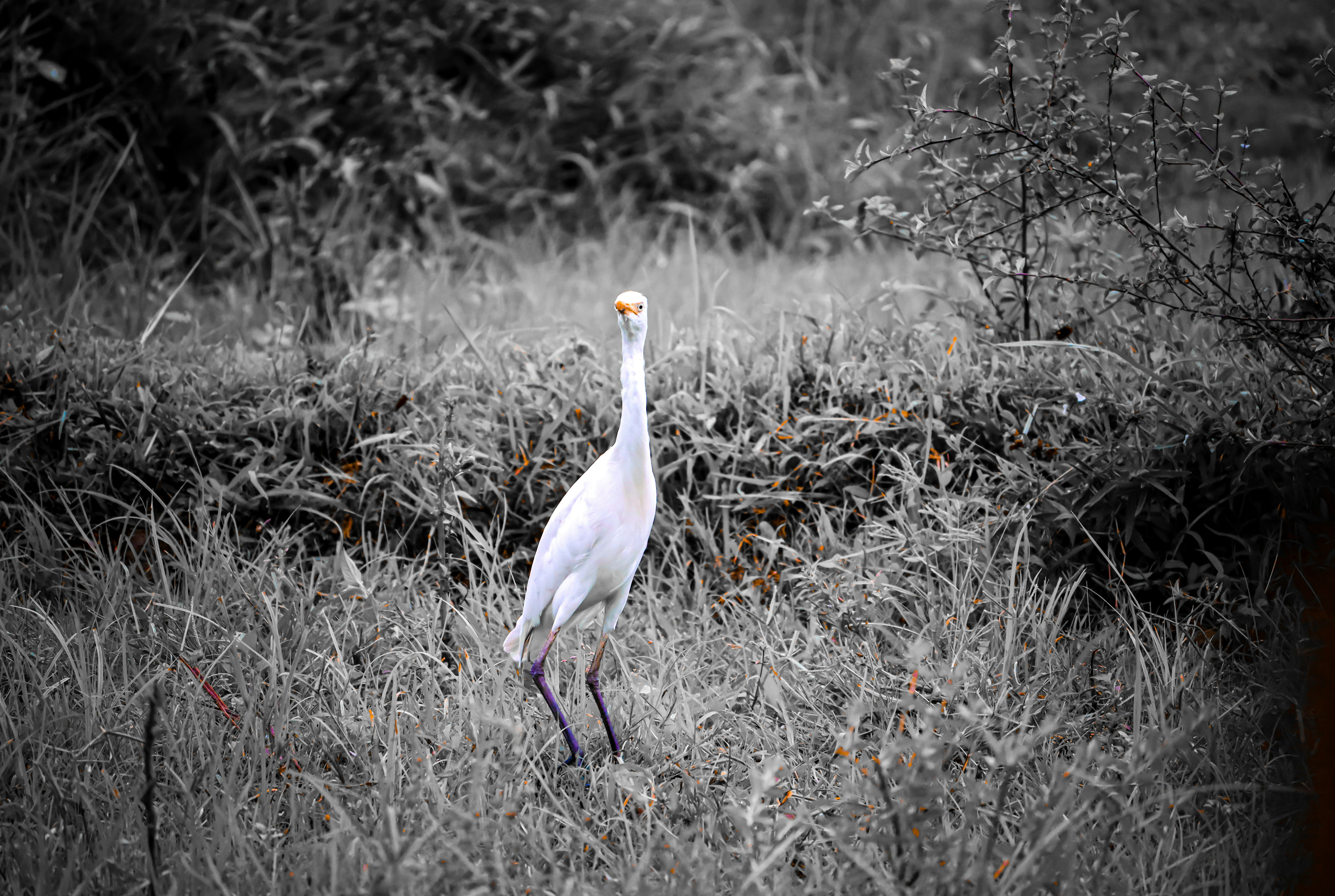 Photo by soonamwooeser