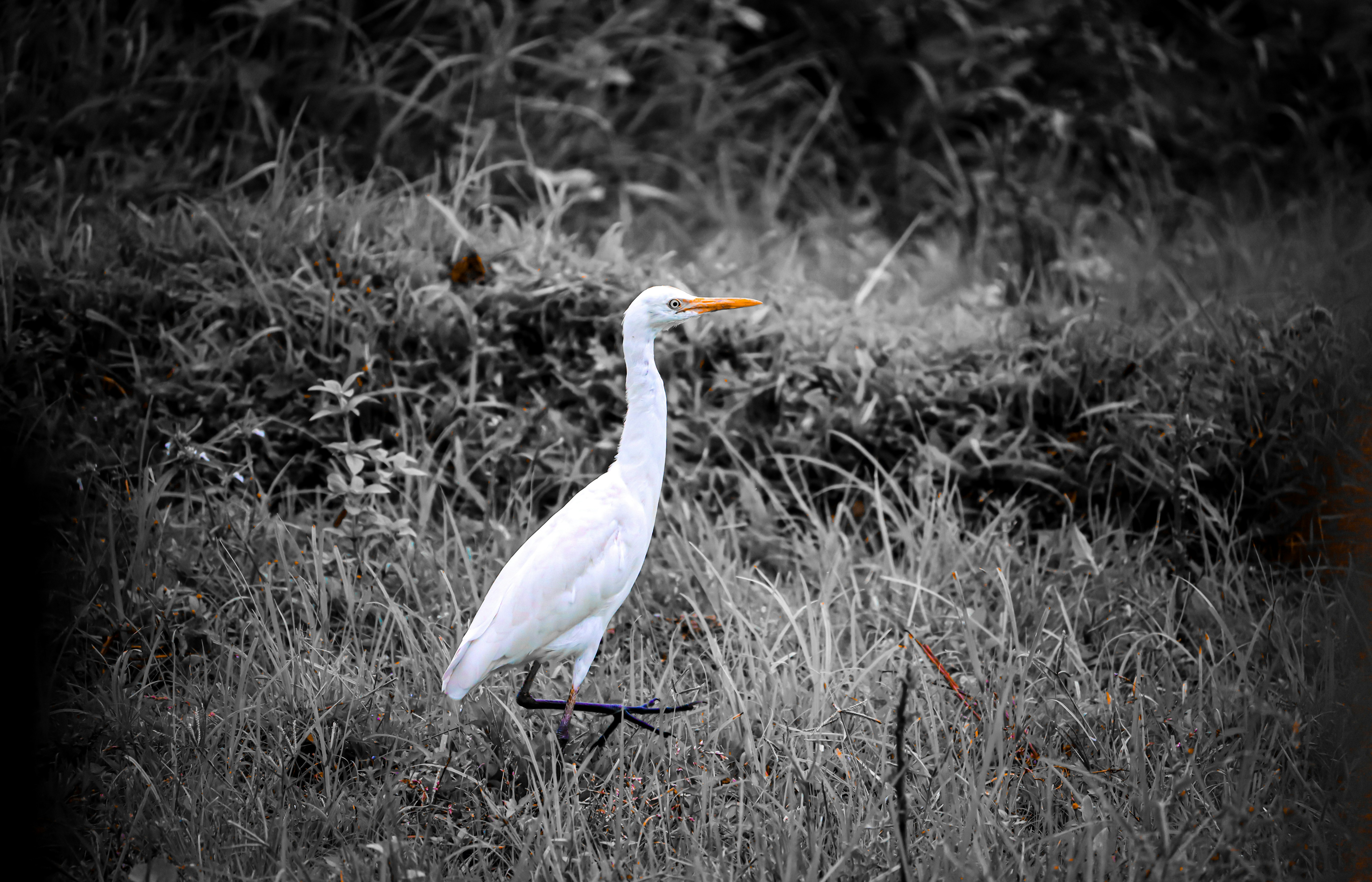 Photo by soonamwooeser