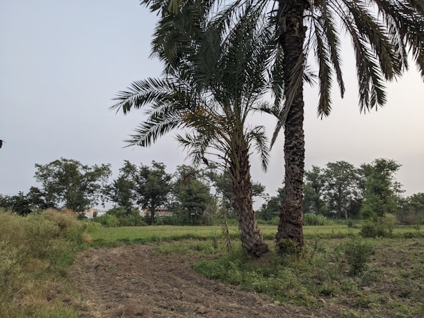 A rural landscape featuring a plowed field in the foreground, bordered by lush greenery and trees. Tall palm trees dominate the center of the scene, with a moderately cloudy sky above. The field is partially overgrown with wild vegetation along the edges.