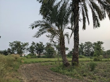 A rural landscape featuring a plowed field in the foreground, bordered by lush greenery and trees. Tall palm trees dominate the center of the scene, with a moderately cloudy sky above. The field is partially overgrown with wild vegetation along the edges.