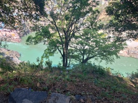 A vibrant green tree stands on the edge of a riverbank, with clear, turquoise water flowing below. The area is surrounded by rocks and lush vegetation. Sunlight filters through the leaves, casting dappled shadows on the ground.