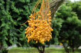 Close-up of ripe golden dates hanging on palm branches