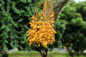 A cluster of ripening yellow dates hangs from a palm tree branch, surrounded by lush green foliage in the background.