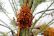 Clusters of red and orange dates hang from the branches of a date palm tree with narrow, spiky green leaves extending in various directions.
