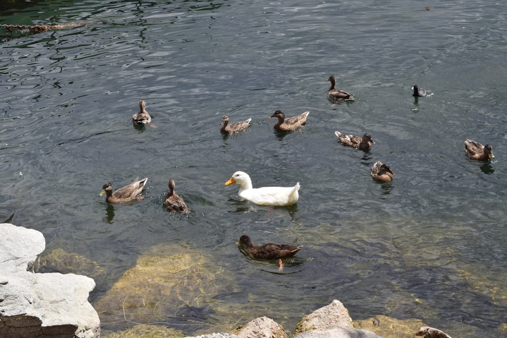 a bunch of ducks are swimming in the water