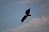 An eagle soaring against a bright blue sky, symbolizing freedom and vision.