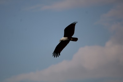 An eagle soaring against a bright blue sky, symbolizing freedom and vision.
