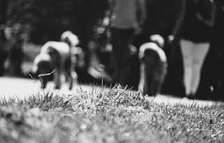A black and white photo with a focus on grass in the foreground, while the background is blurred, featuring two figures walking along with two dogs.