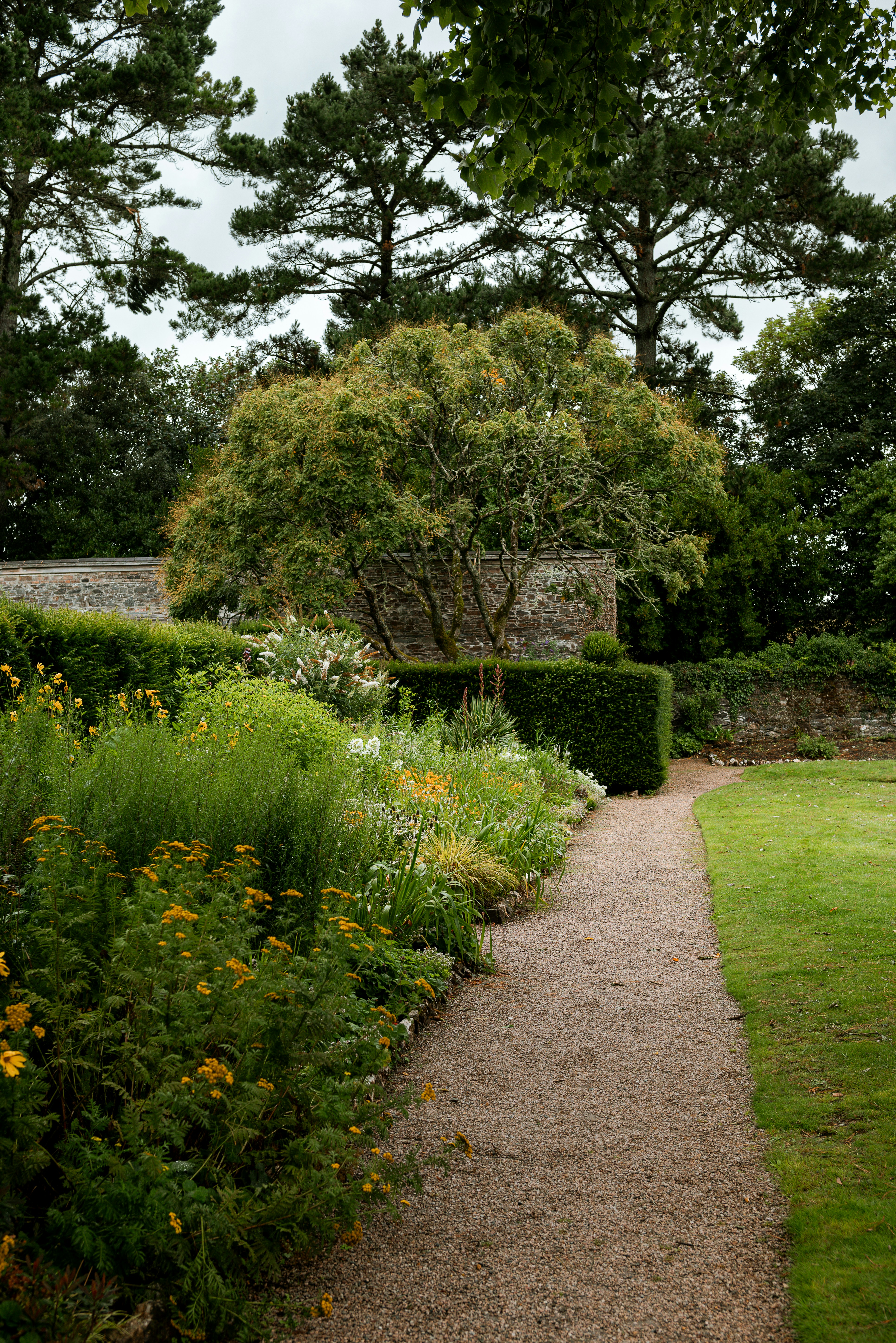 a path through a garden with lots of flowers