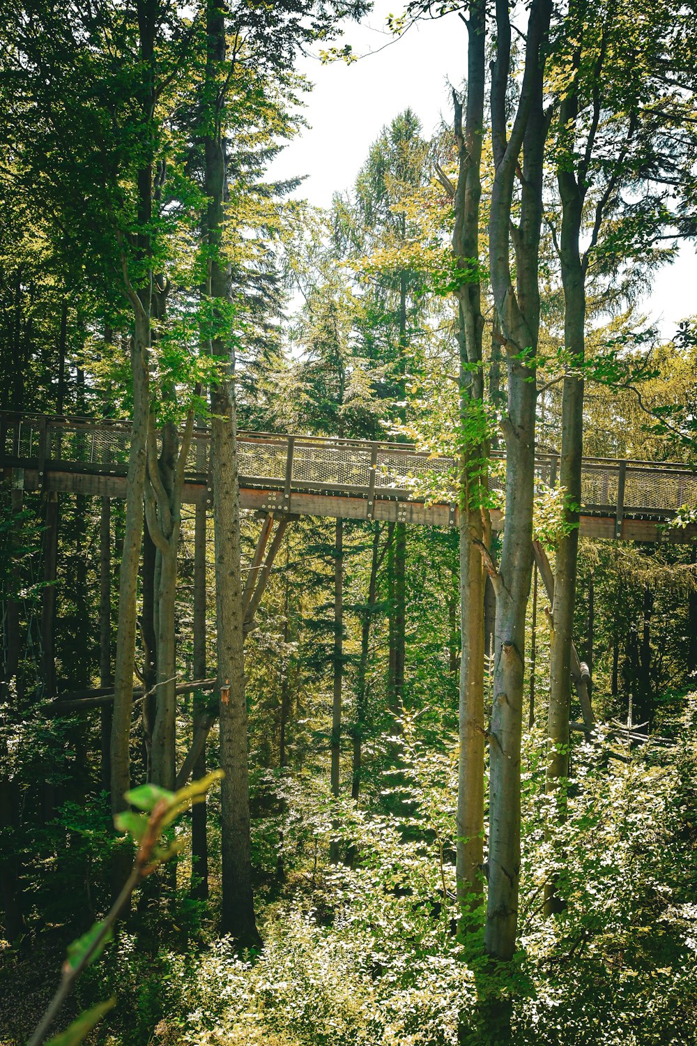 a wooden bridge in the middle of a forest