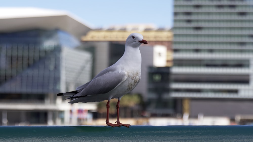 a seagull standing on a ledge in front of a cityscape