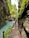 A narrow path runs alongside a turquoise river, bordered by high rocky cliffs covered with greenery. A person wearing a backpack stands observing the scenery, surrounded by lush vegetation and vibrant, overhanging trees.