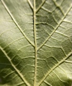 A close-up photograph of nature's details.