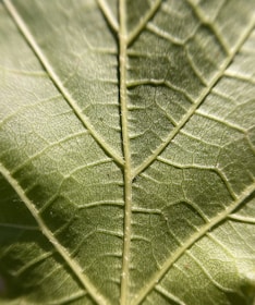 A close-up photo of nature's intricate details.