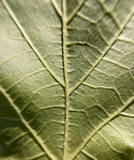 A close-up photo of nature's intricate details.