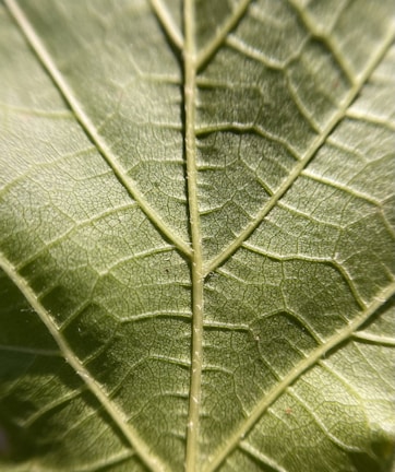 A close-up photograph of nature's details.