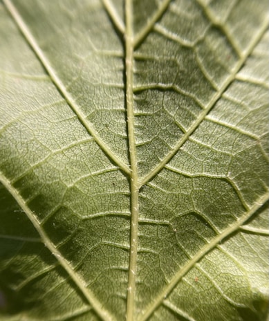 Close-up of delicate textures in nature, highlighting the intricate veins of a leaf.