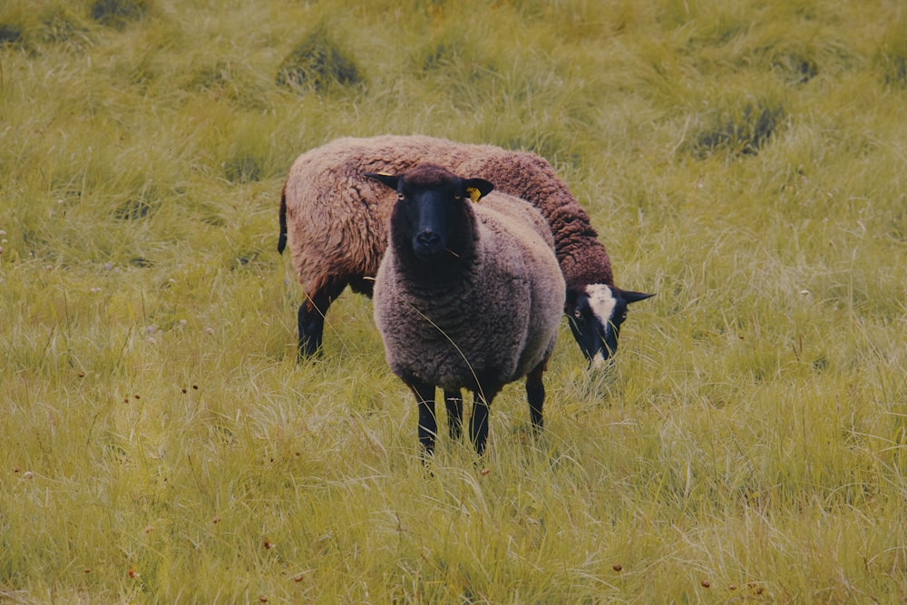 a couple of sheep standing on top of a lush green field