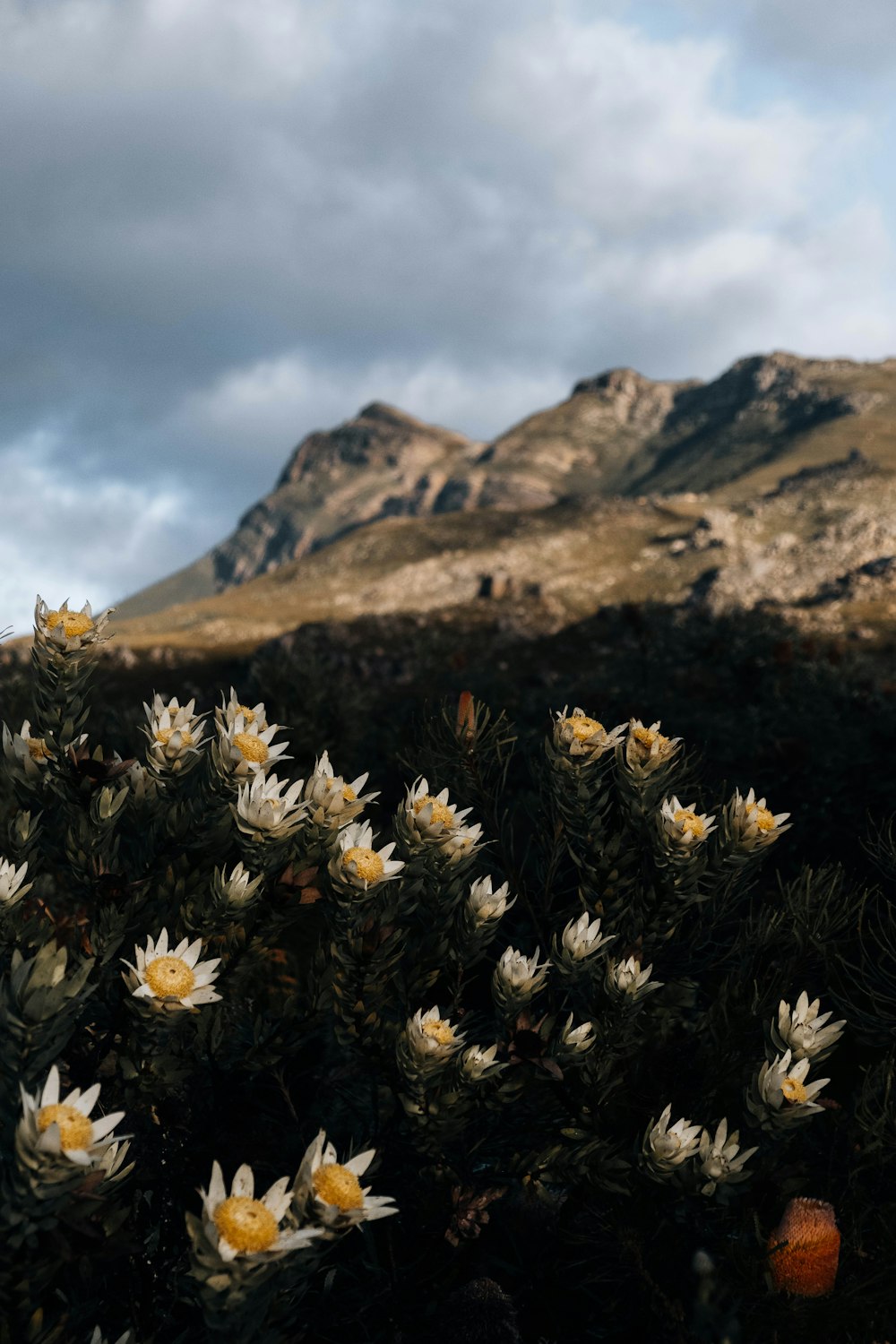 a bush with white and yellow flowers in front of a mountain