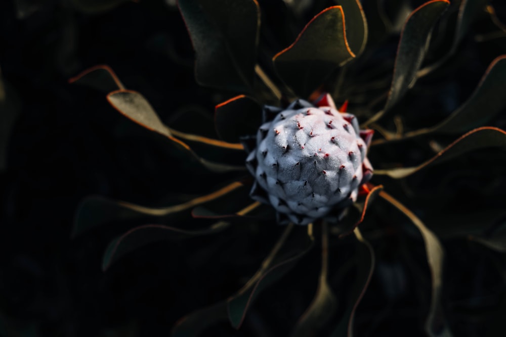 a close up of a flower on a plant