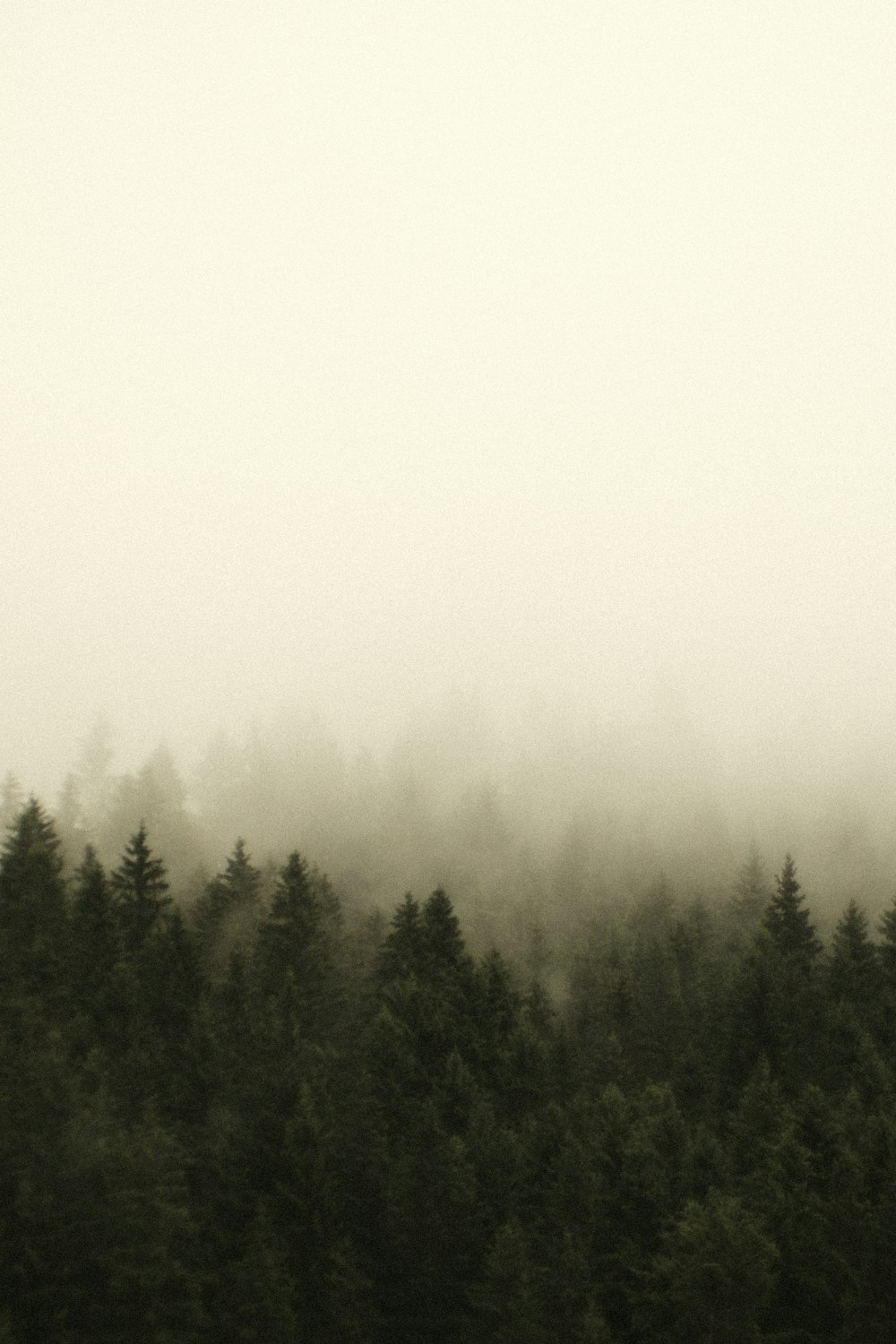 une forêt brumeuse remplie de beaucoup d’arbres