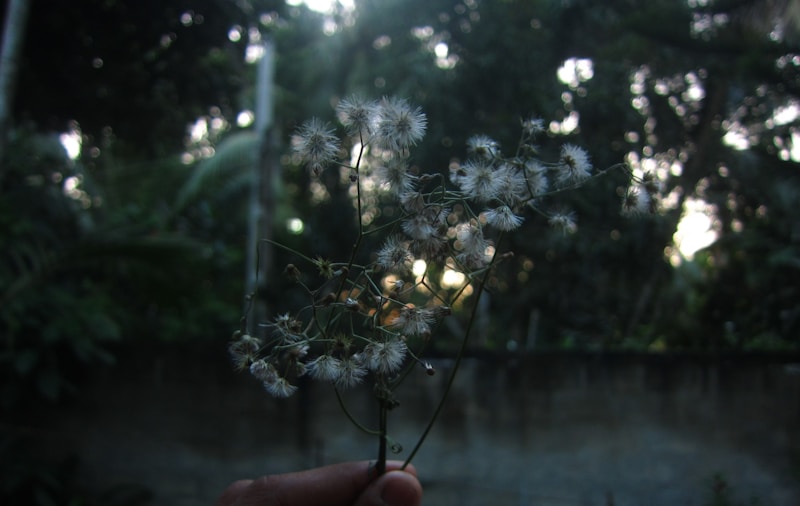 Enchantment
