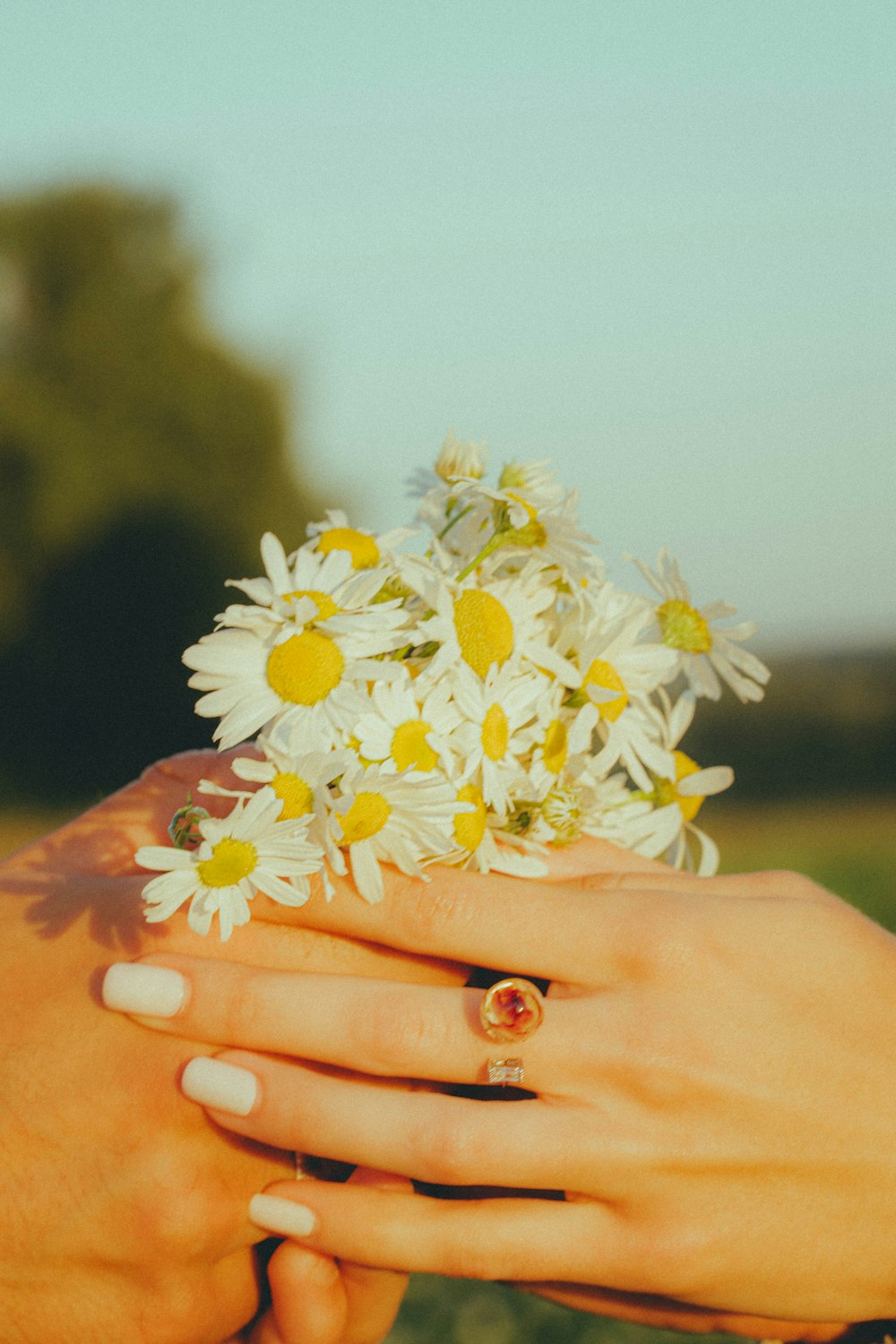 a person holding a bouquet of daisies in their hands