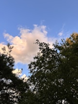 A cloud floats amidst a clear blue sky, surrounded by silhouetted trees with varying shapes and textures. The sunlight casts a warm glow on parts of the cloud, creating a contrast between the bright sky and the dark foliage.