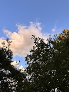 A cloud floats amidst a clear blue sky, surrounded by silhouetted trees with varying shapes and textures. The sunlight casts a warm glow on parts of the cloud, creating a contrast between the bright sky and the dark foliage.