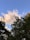 A cloud floats amidst a clear blue sky, surrounded by silhouetted trees with varying shapes and textures. The sunlight casts a warm glow on parts of the cloud, creating a contrast between the bright sky and the dark foliage.