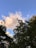 A cloud floats amidst a clear blue sky, surrounded by silhouetted trees with varying shapes and textures. The sunlight casts a warm glow on parts of the cloud, creating a contrast between the bright sky and the dark foliage.