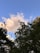 A cloud floats amidst a clear blue sky, surrounded by silhouetted trees with varying shapes and textures. The sunlight casts a warm glow on parts of the cloud, creating a contrast between the bright sky and the dark foliage.