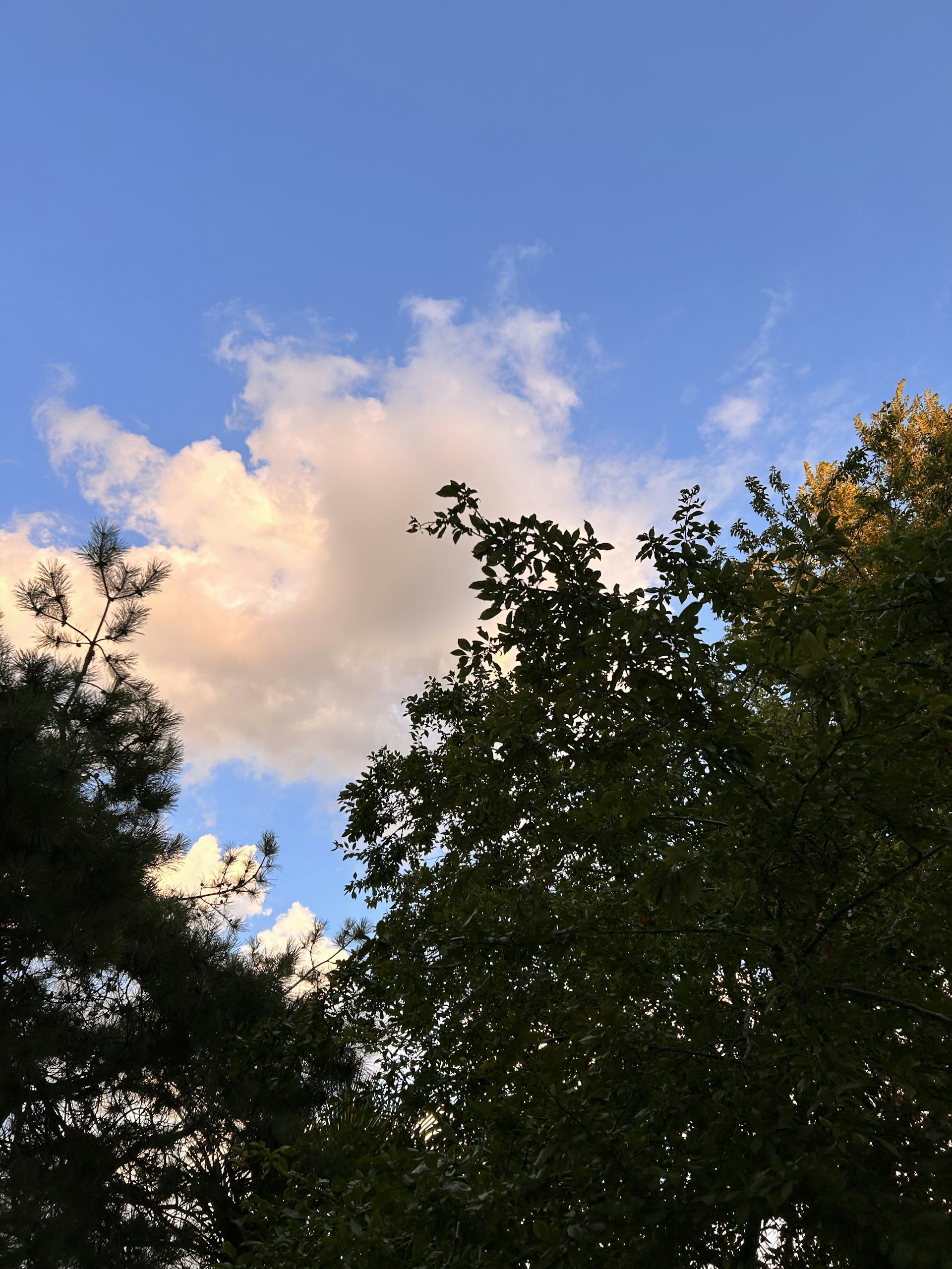woman wearing yellow long-sleeved dress under white clouds and blue sky during daytime