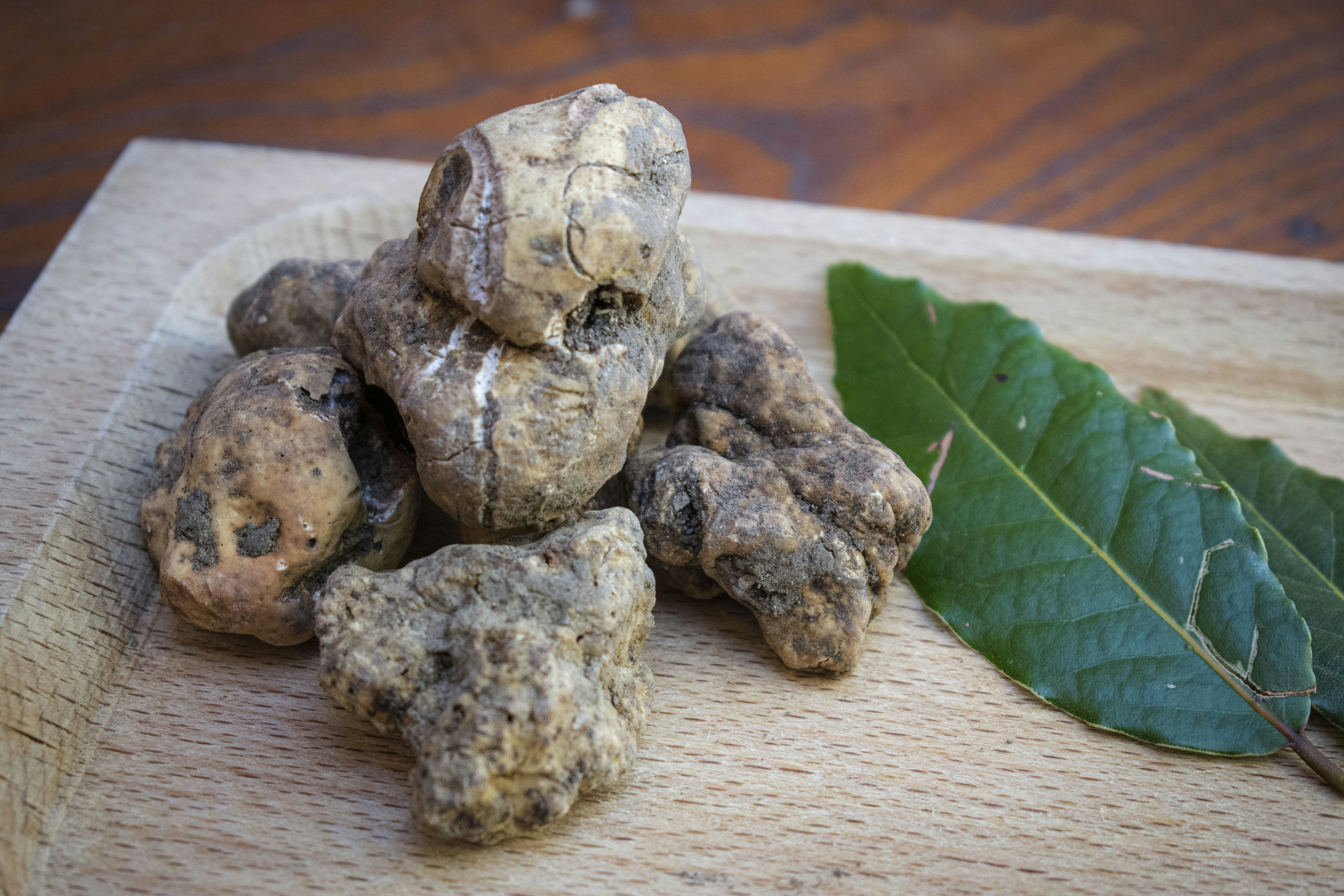 Fresh black Périgord truffle on a wooden board surrounded by autumn leaves