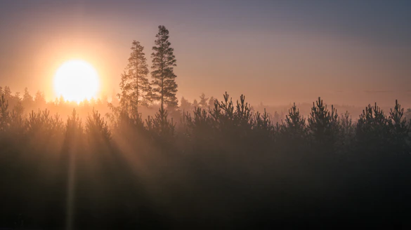 A serene sunrise over a forest clearing with soft sunlight filtering through pine trees.