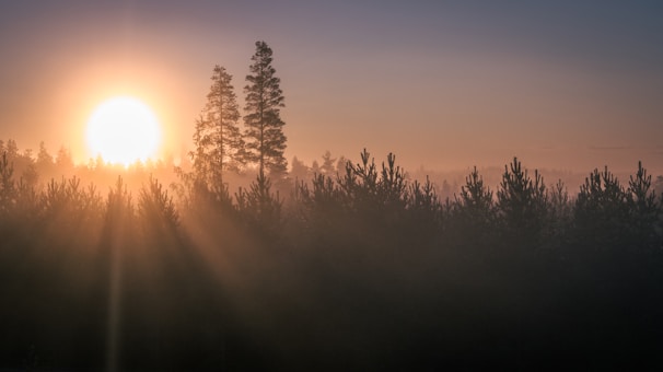 A serene photograph of a misty forest at dawn with sunlight filtering through tall trees.