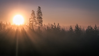 A serene sunrise over a foggy forest with tall trees silhouetted against the bright, glowing sun. The mist creates a soft, ethereal atmosphere.