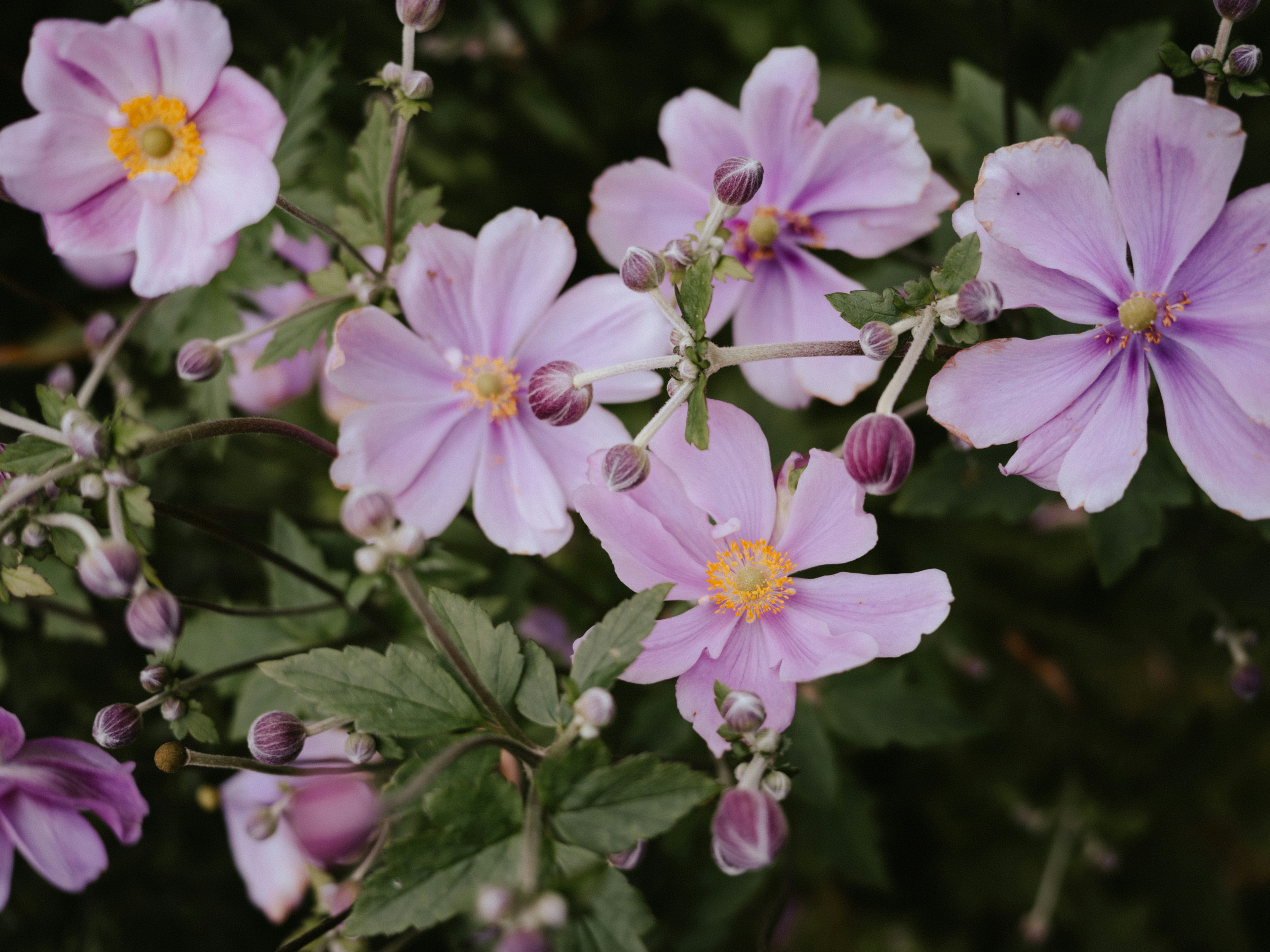 Photo by anniespratt